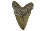 Fossil Megalodon Tooth - North Carolina #340841-1